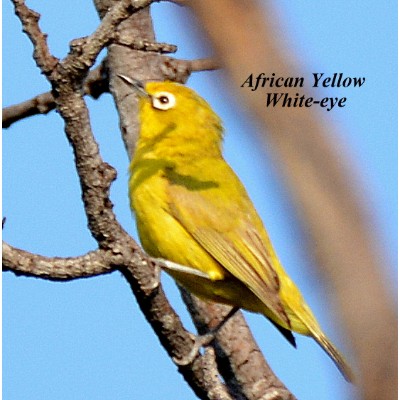 African Yellow White-eye